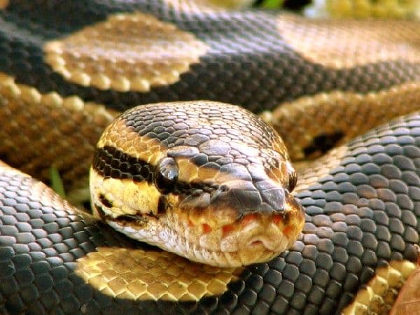 Óriáskígyó harapott meg egy turistát kígyóshow közben