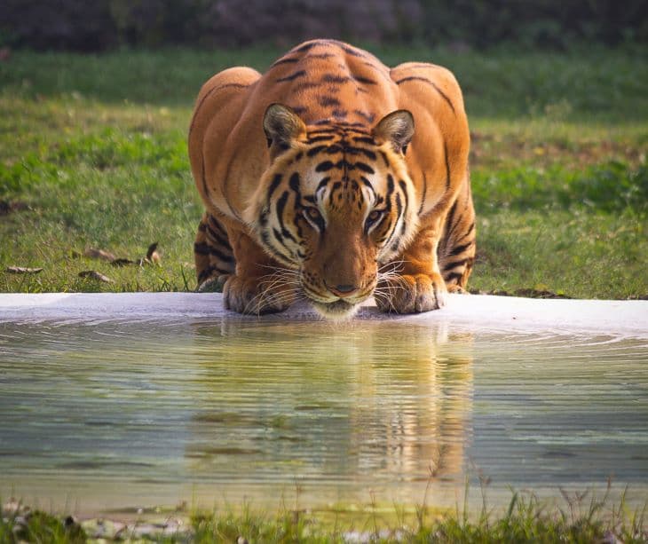 A ravasz kacsa túljárt az őt megenni akaró tigris eszén (VIDEÓ)