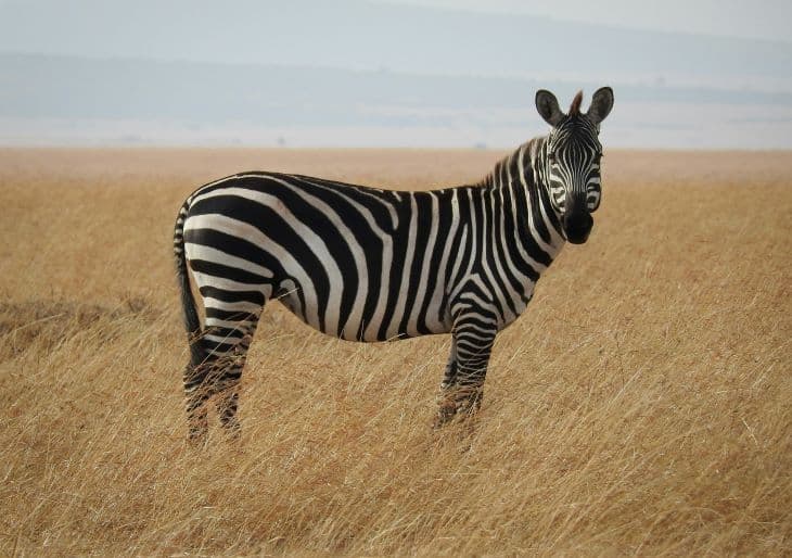 Csak az emberek 2 százaléka találja meg az optikai illúzión a zebrát 8 másodperc alatt (FOTÓ)