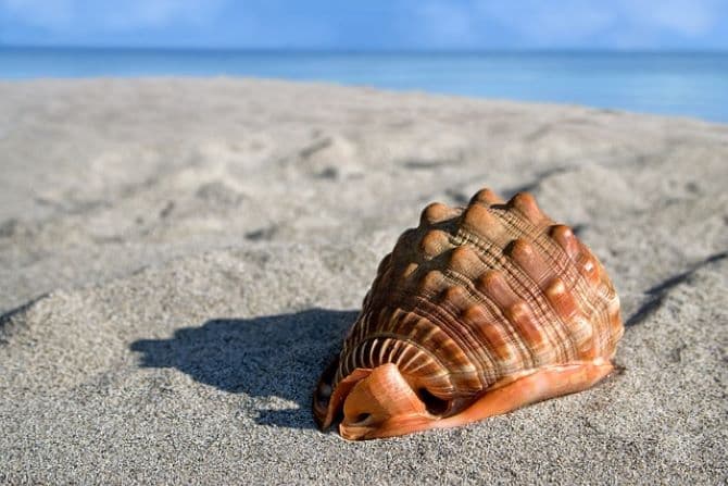 Ha kagylót teszünk a fülünkhöz, olyan mintha az óceánt hallanánk - a tudósok most elárulták az igazságot