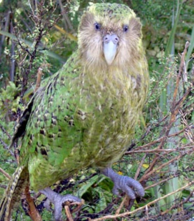 Először emelkedett kétszázra a veszélyeztetett kakapók száma Új-Zélandon