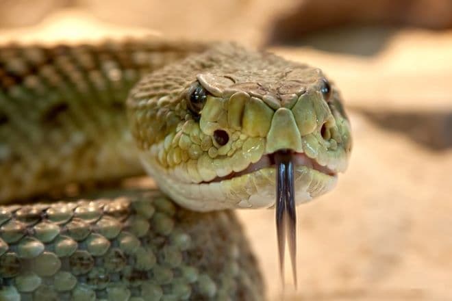 Hetvenkét órán keresztül mérges kígyók társaságában volt - épségben megúszta az egészet (FOTÓK)