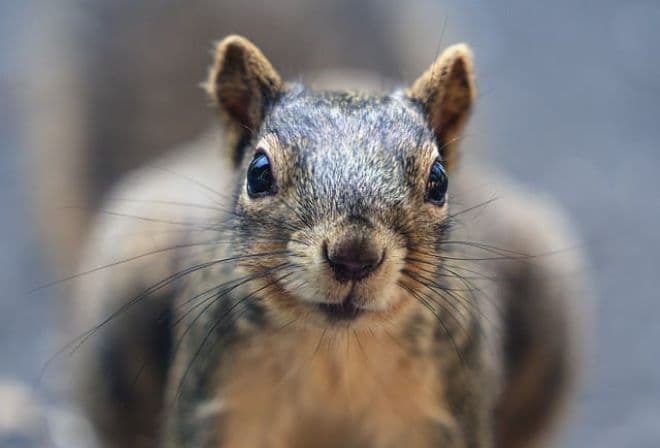 Oscar-díjat a saját halálát eljátszó huncut mókusnak! (VIDEÓ)