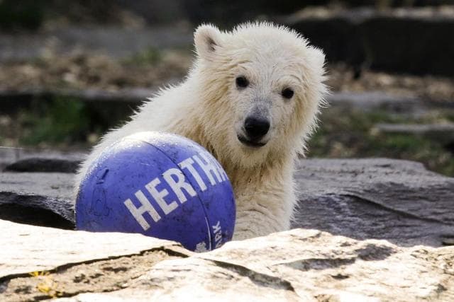 A német főrváros leghíresebb sportegyesületéről neveztek el egy jegesmedvebocsot