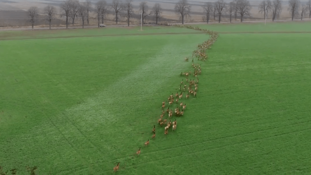 Több száz szarvas kezdett el vágtatni egyszerre (VIDEÓ)