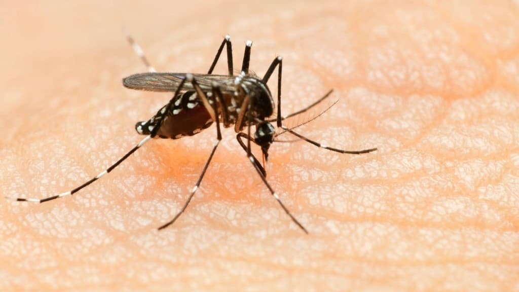Már Európában van a zikavírus