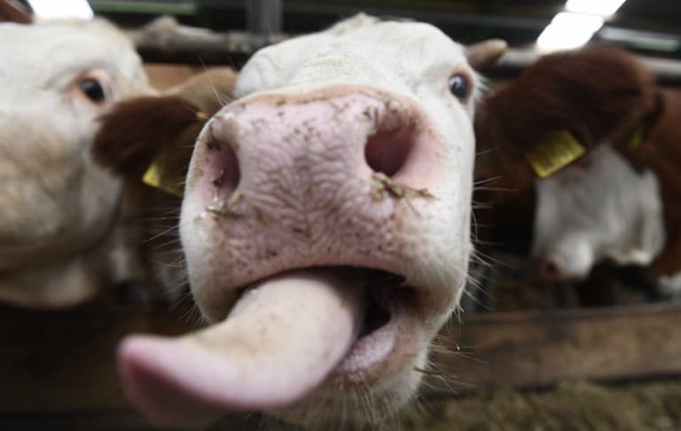 Állatmenhelyen kapott menedéket a hentes elől megmenekült tehén