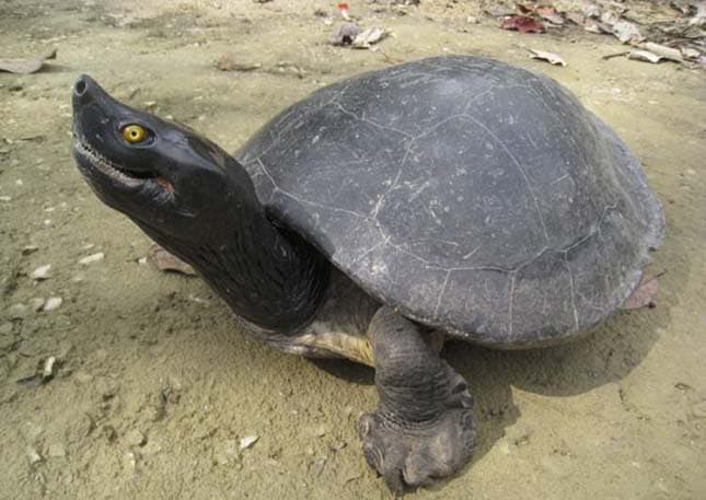 Kilenc frissen kikelt, veszélyeztetett kambodzsai királyi teknőst mentettek meg