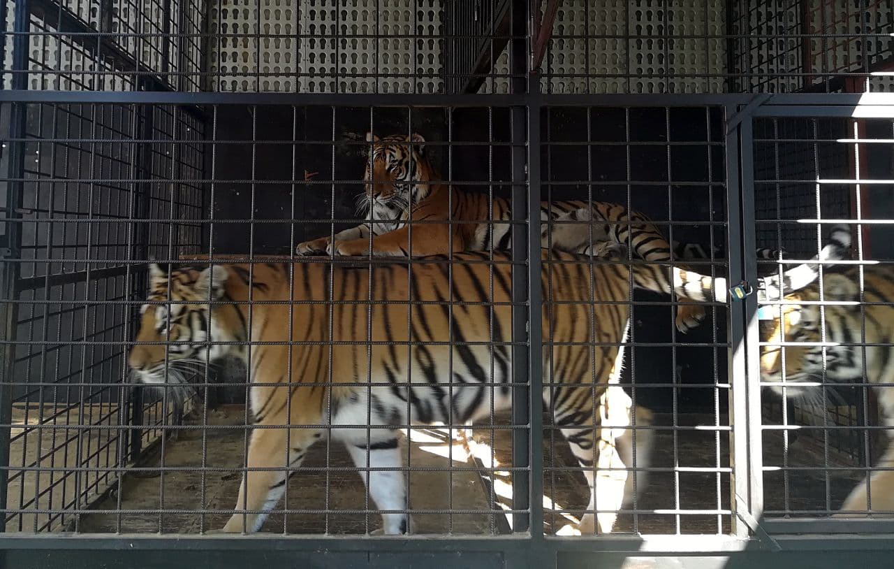 Cirkuszi tigris karmolt meg egy kamaszlányt Érsekújvárban