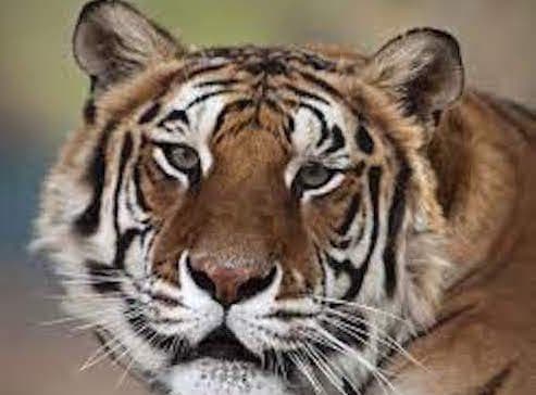 Lelőttek egy tigrist, mert megharapott egy takarítót, aki illetéktelenül meg akarta simogatni vagy etetni