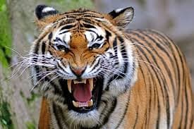 DURVA: Tigris harapta le gondozója mindkét karját