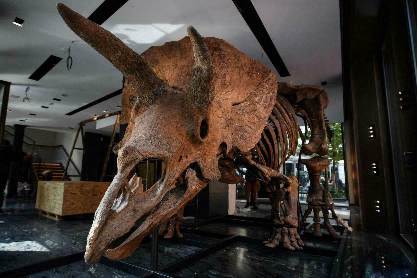 Ha szeretnél haza egy ilyen triceratopszcsontvázat, ne habozz!
