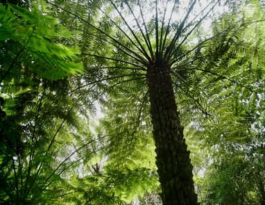 Megtalálhatták a világ legmagasabb trópusi fáját