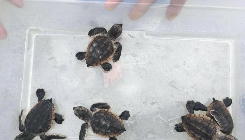 Faládákba rejtve akartak 15 ezer édesvízi teknőst csempészni Kínába