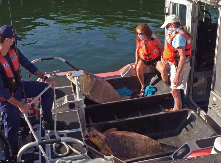 Meggyógyítottak, majd visszaengedtek a tengerbe két bajba jutott tengeri teknőst – VIDEÓ 