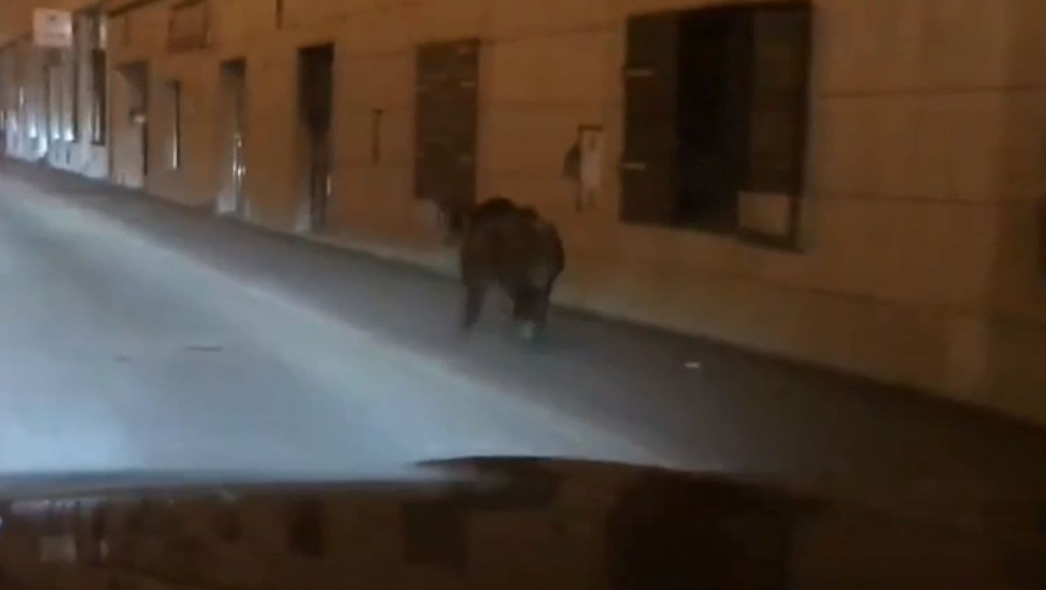 Egy vaddisznó szaladgált Pozsonyban a Duna utcán! (Videó)