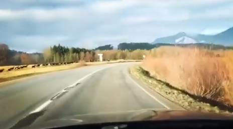Illetéktelenek az úton! Elképesztő jelenetet rögzített egy autós (videó)