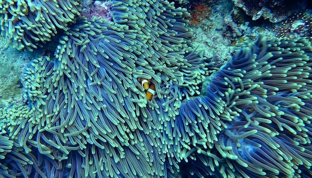 Az eddig véltnél sokkal több korallfaj él az ausztrál Nagy-korallzátony mélyebb régióiban