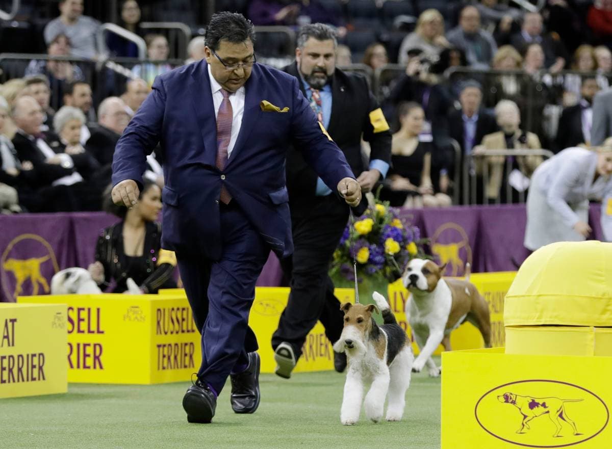 King, a drótszőrű foxterrier lett a világ legszebb kutyája New York-ban